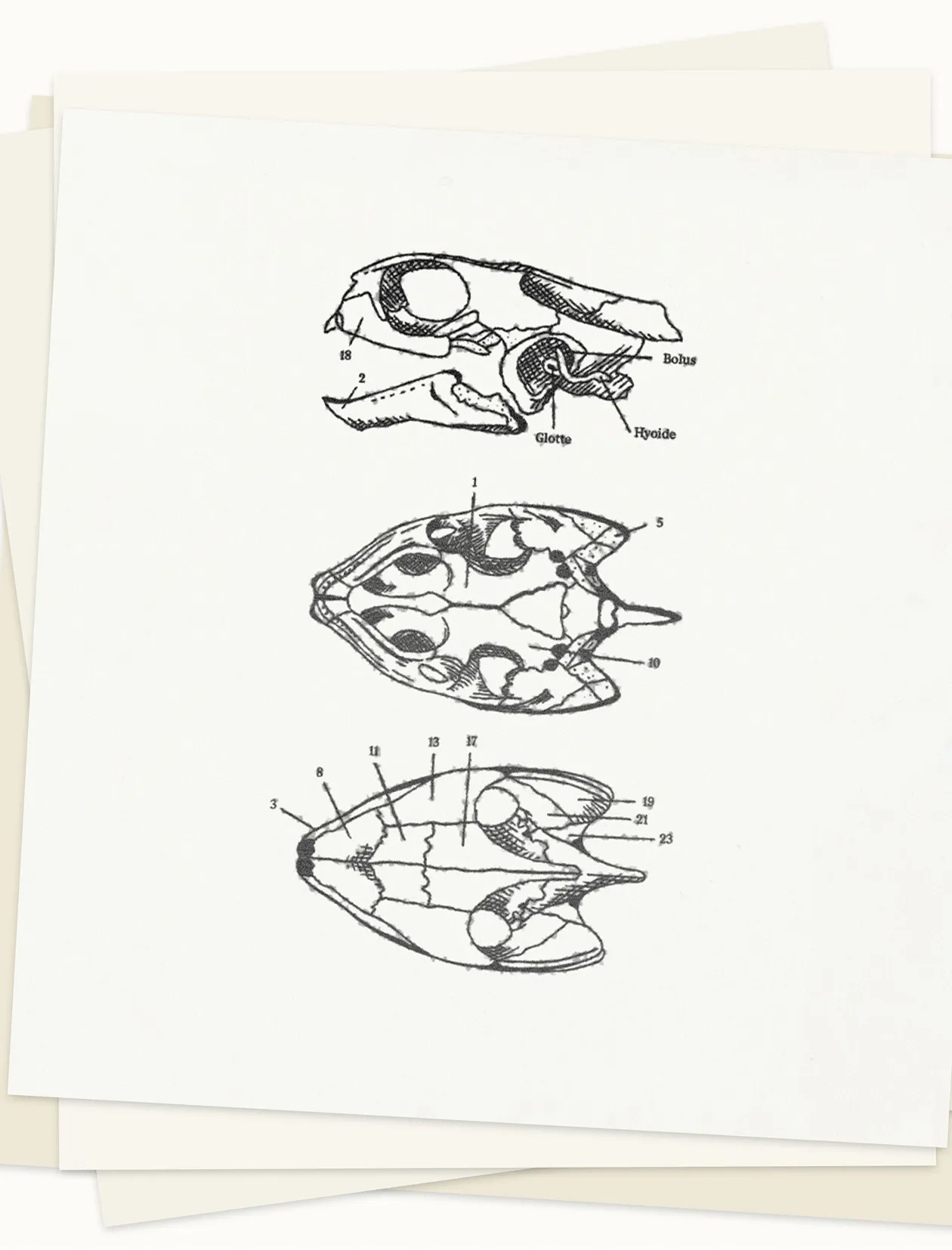 TAT_2025_Closebutdifferent_Mockup_Illustration_Turtle.jpg