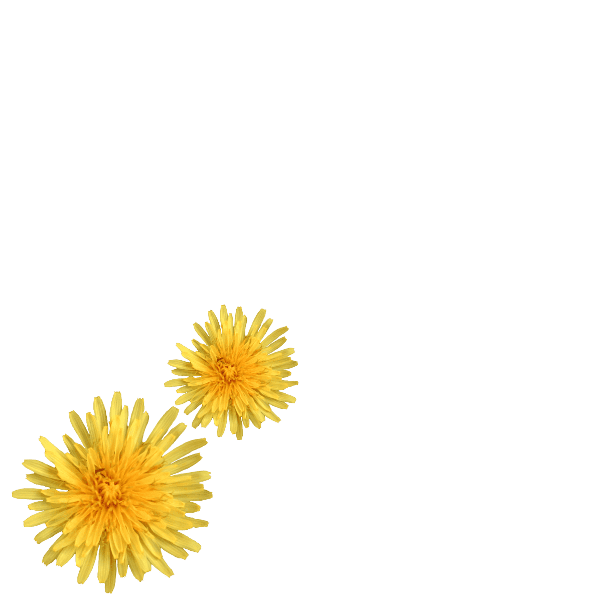 Graphic assets for La Slague's 2018-2019 season